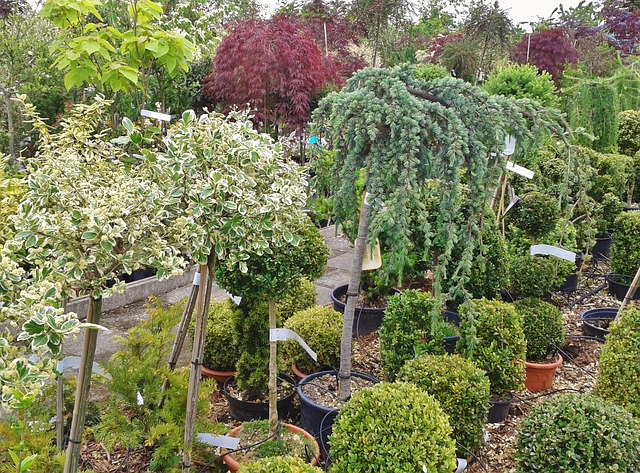 vente d’arbres Marseille